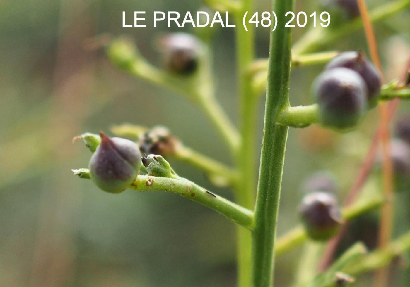 Figwort, Dog fruit